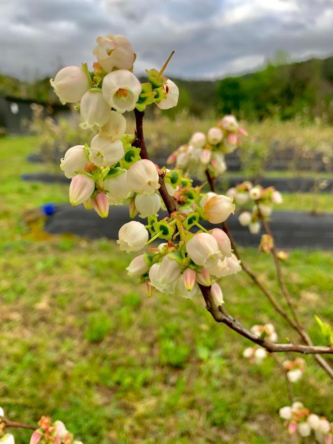 Quinta De Requeixo Villa Guimarães Dış mekan fotoğraf